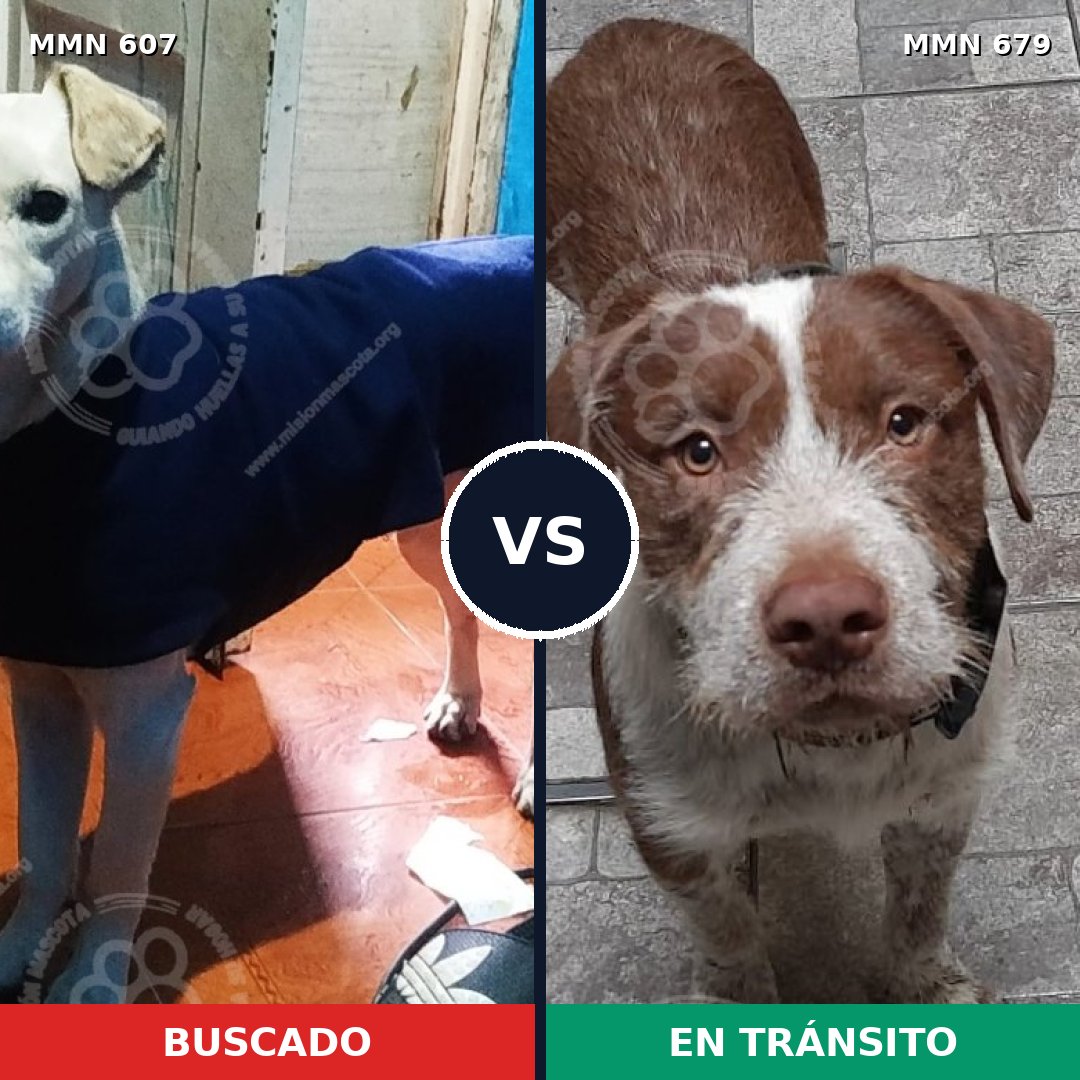 Comparativa MMS 9113: mascota perdida y mascota encontrada, 60% de similitud