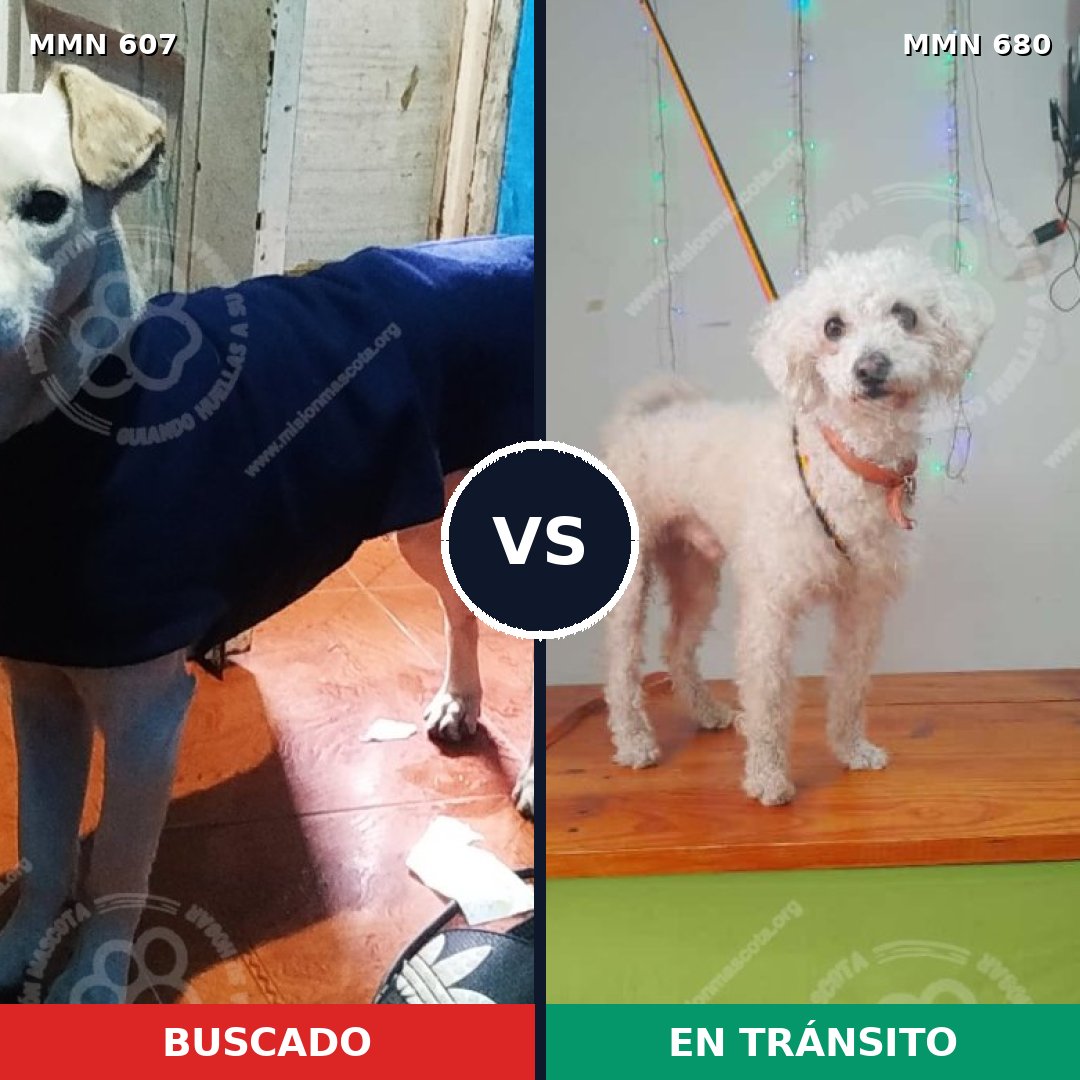 Comparativa MMS 9114: mascota perdida y mascota encontrada, 49% de similitud