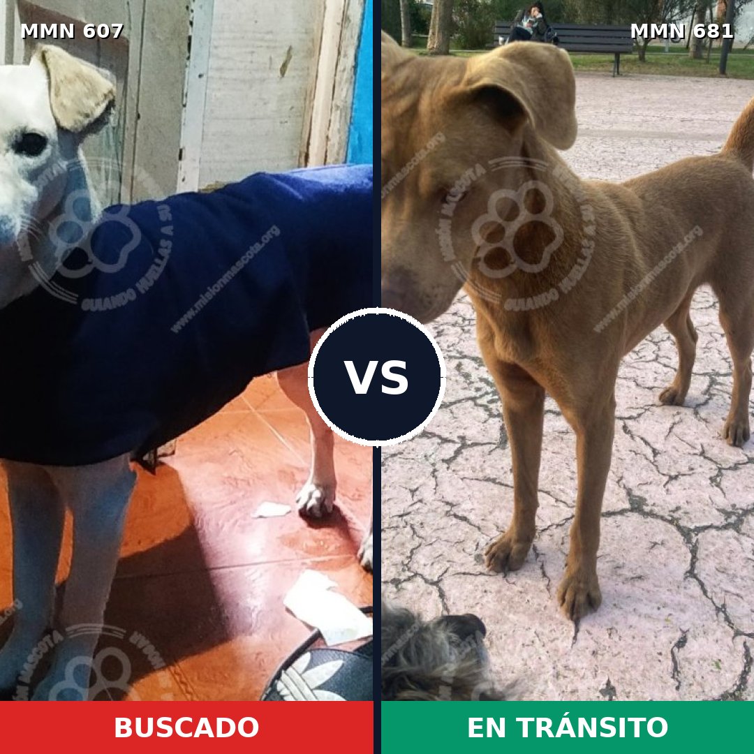 Comparativa MMS 9115: mascota perdida y mascota encontrada, 37% de similitud