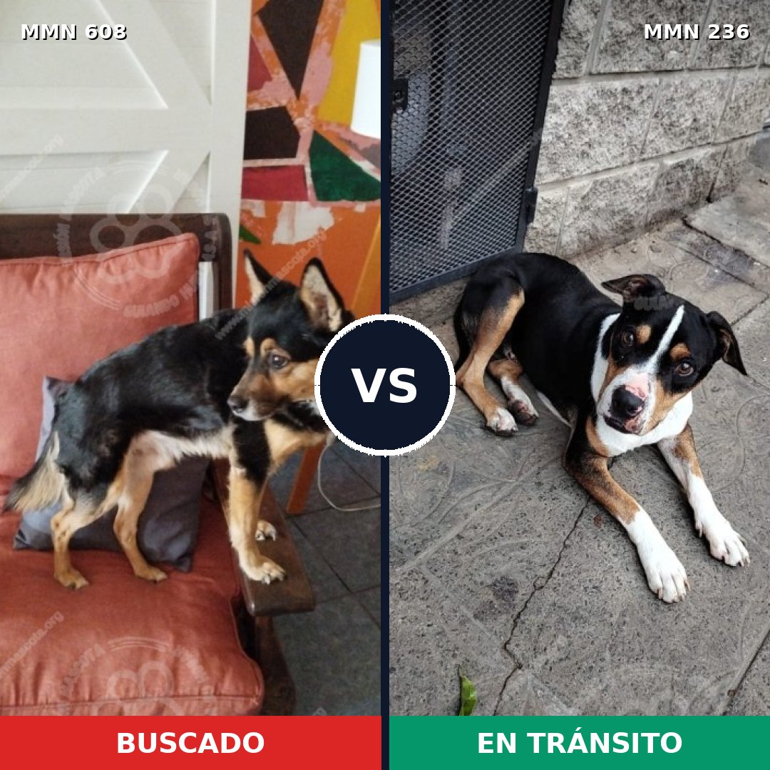Comparativa MMS 9116: mascota perdida y mascota encontrada, 47% de similitud