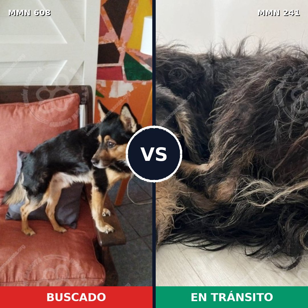 Comparativa MMS 9117: mascota perdida y mascota encontrada, 75% de similitud