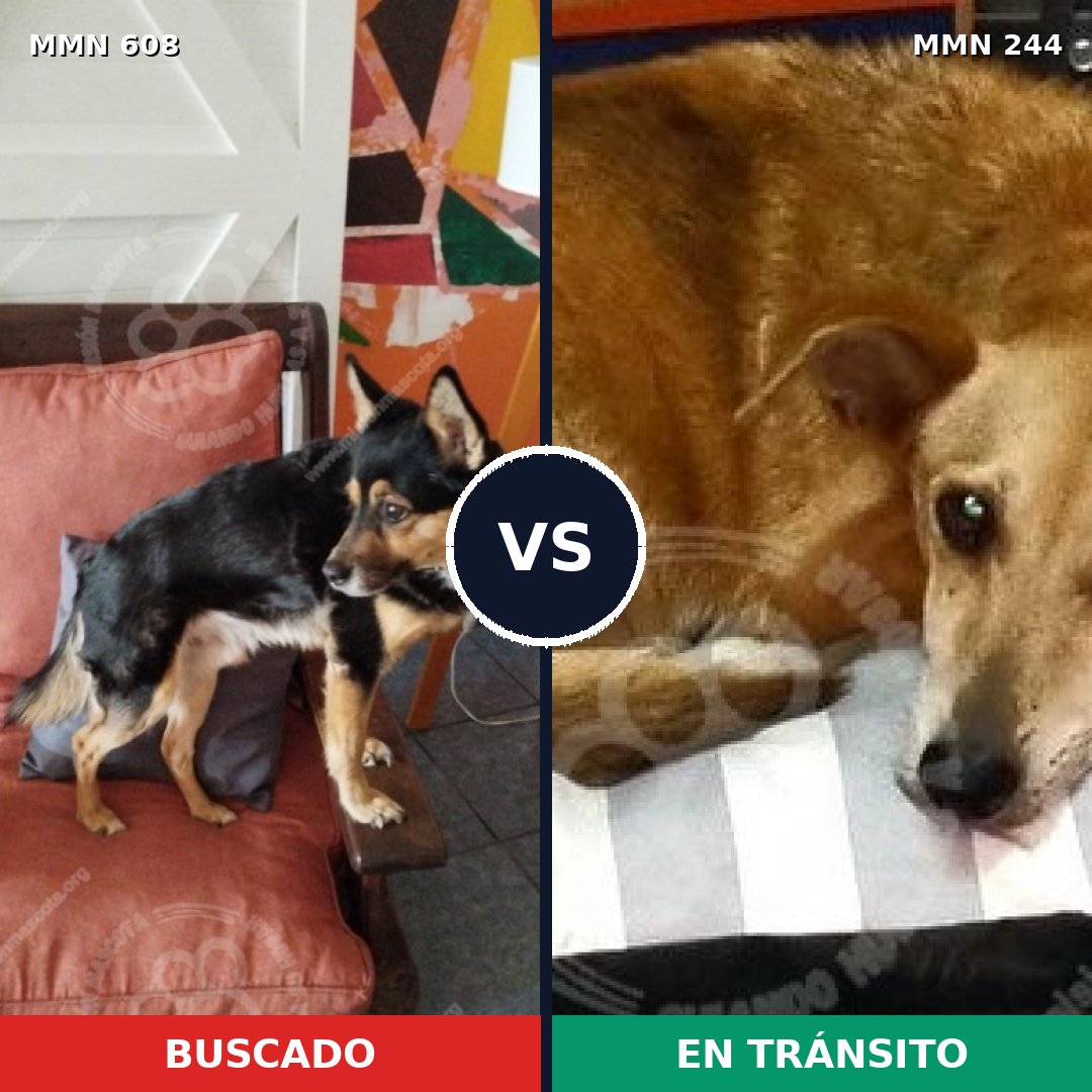Comparativa MMS 9118: mascota perdida y mascota encontrada, 75% de similitud