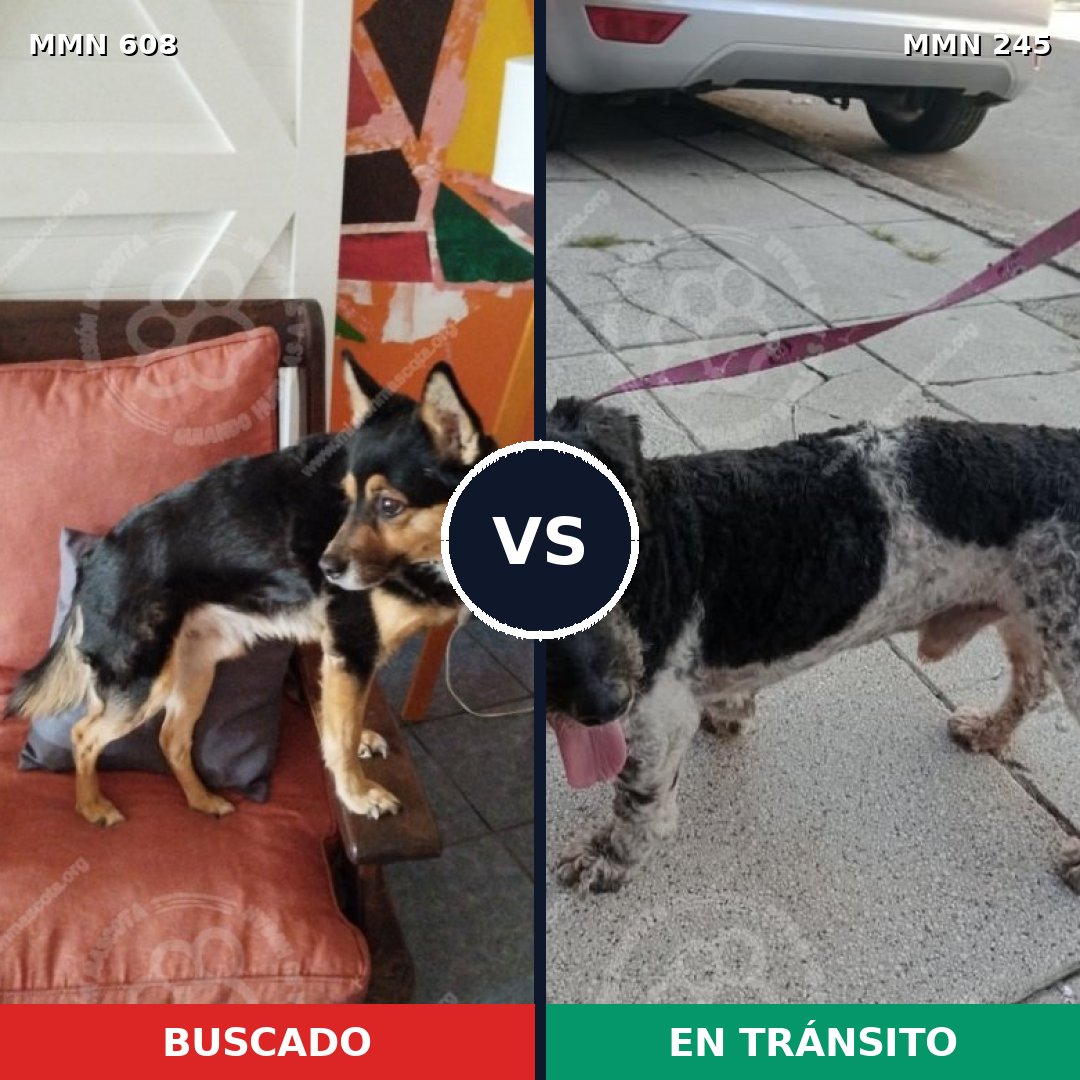 Comparativa MMS 9119: mascota perdida y mascota encontrada, 84% de similitud