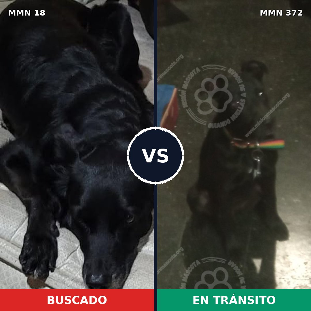 Comparativa MMS 912: mascota perdida y mascota encontrada, 74% de similitud