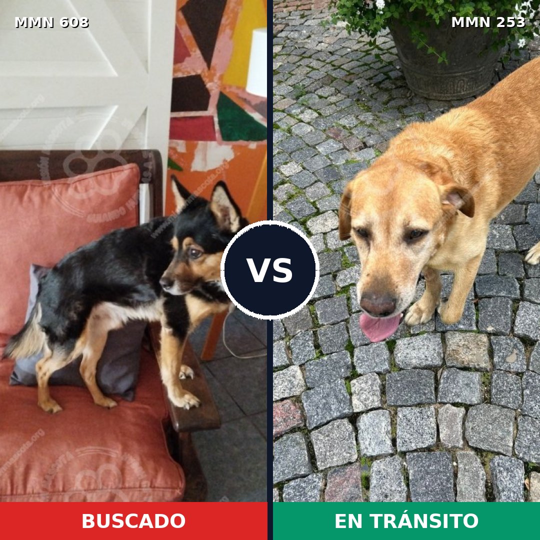 Comparativa MMS 9121: mascota perdida y mascota encontrada, 64% de similitud
