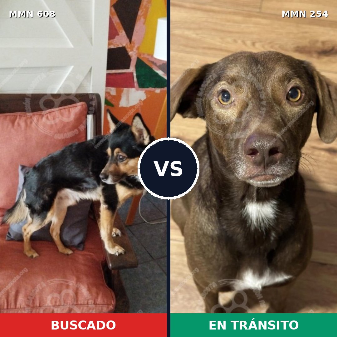 Comparativa MMS 9122: mascota perdida y mascota encontrada, 70% de similitud