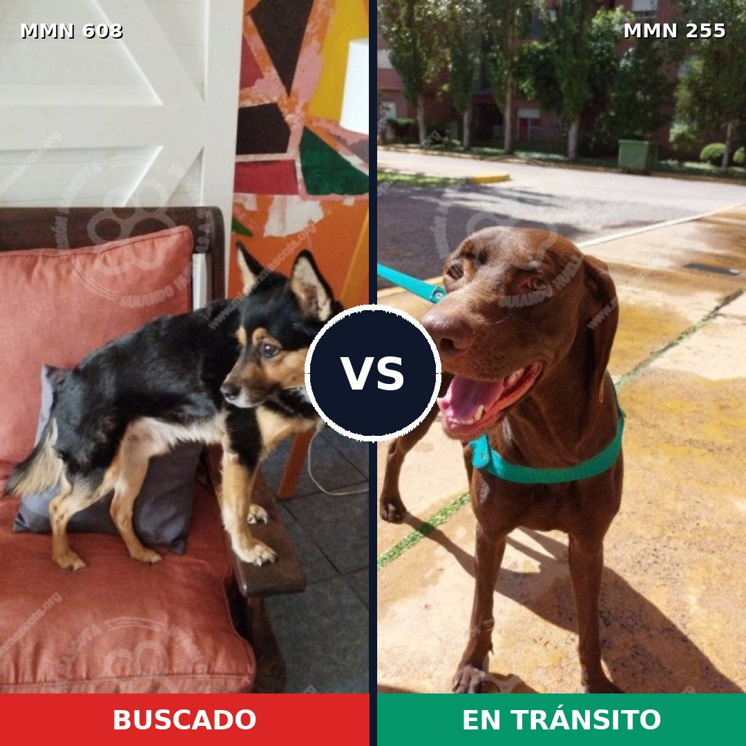 Comparativa MMS 9123: mascota perdida y mascota encontrada, 54% de similitud