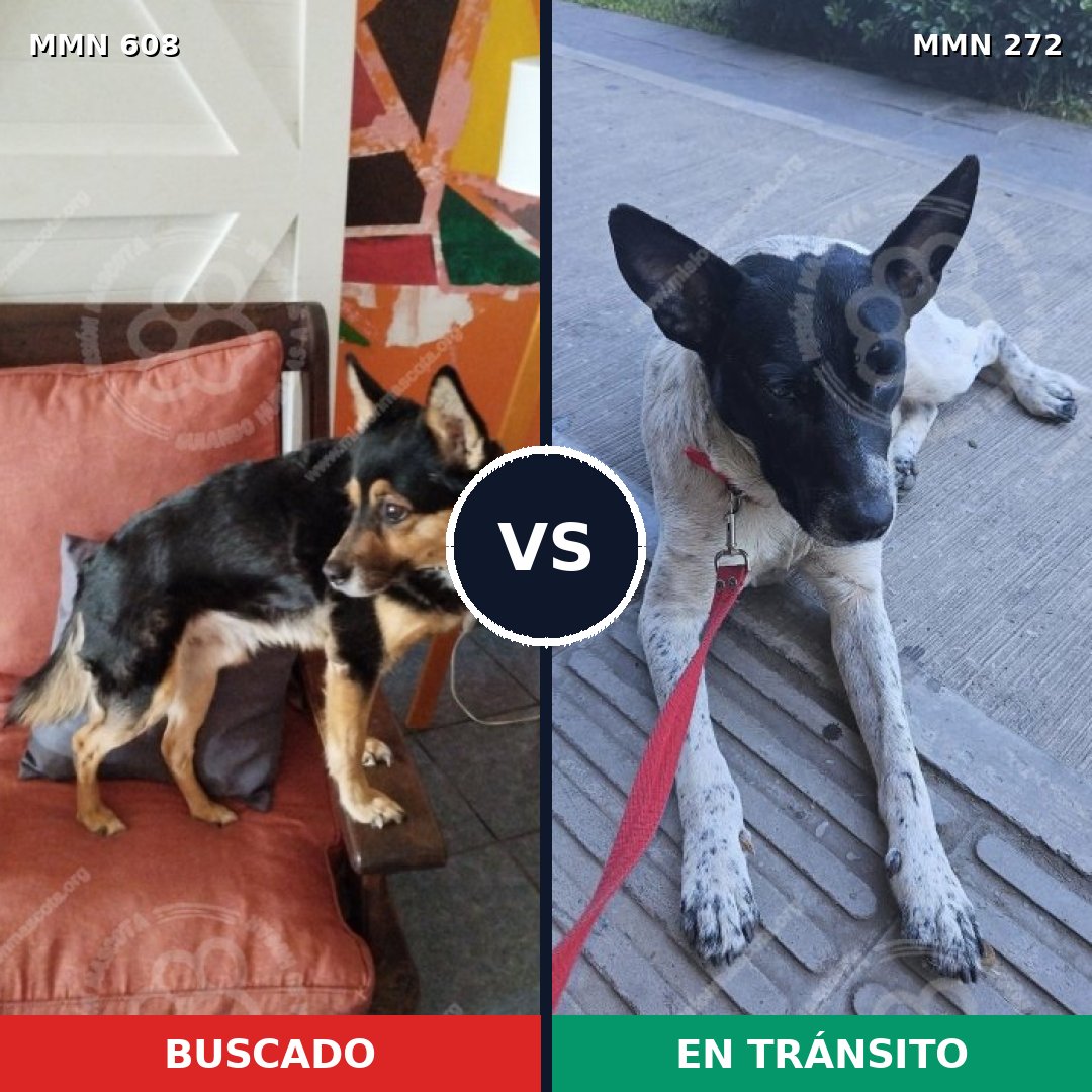 Comparativa MMS 9124: mascota perdida y mascota encontrada, 66% de similitud