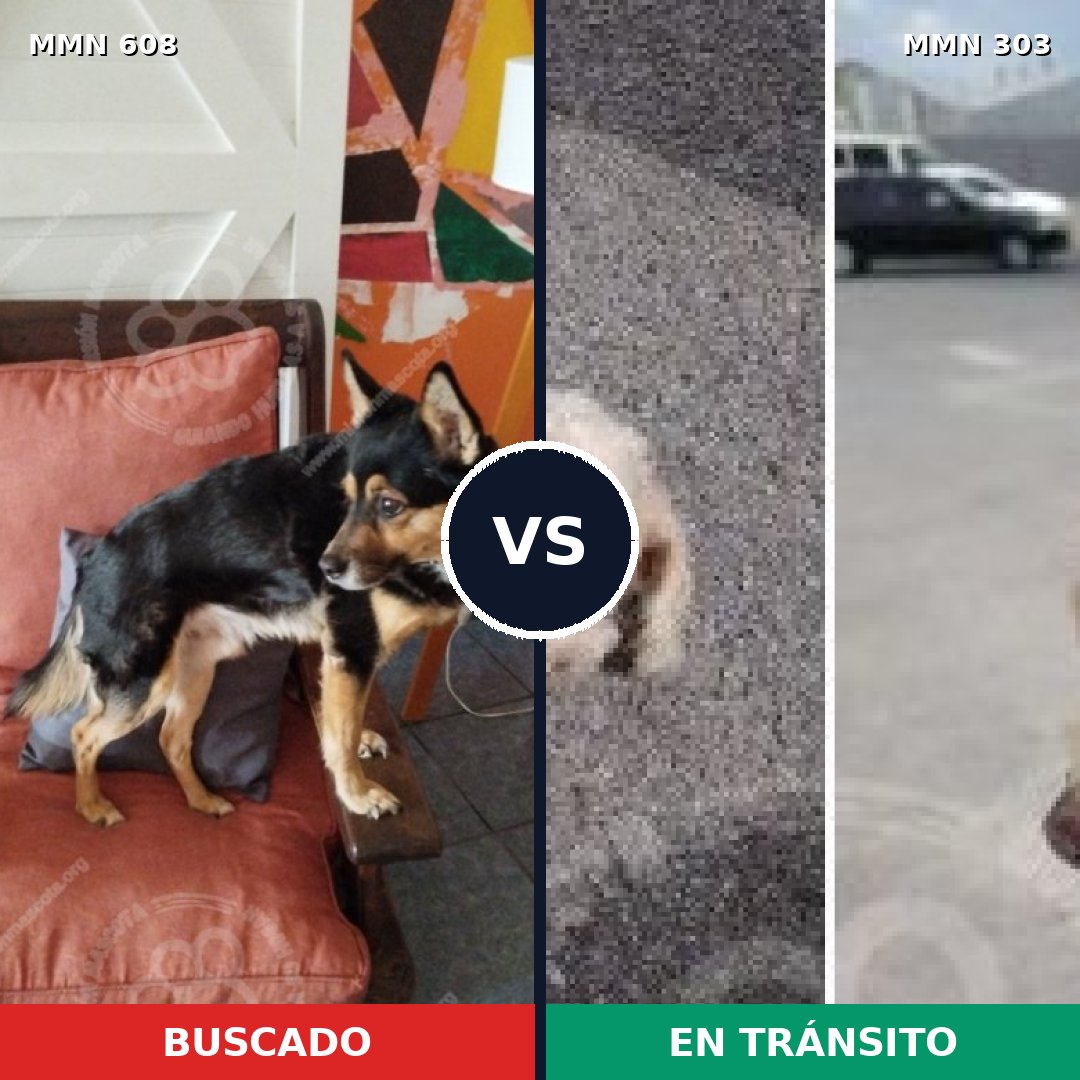 Comparativa MMS 9126: mascota perdida y mascota encontrada, 38% de similitud