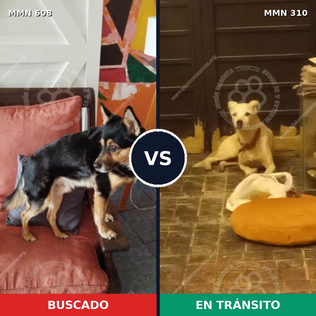 Comparativa MMS 9127: mascota perdida y mascota encontrada, 79% de similitud