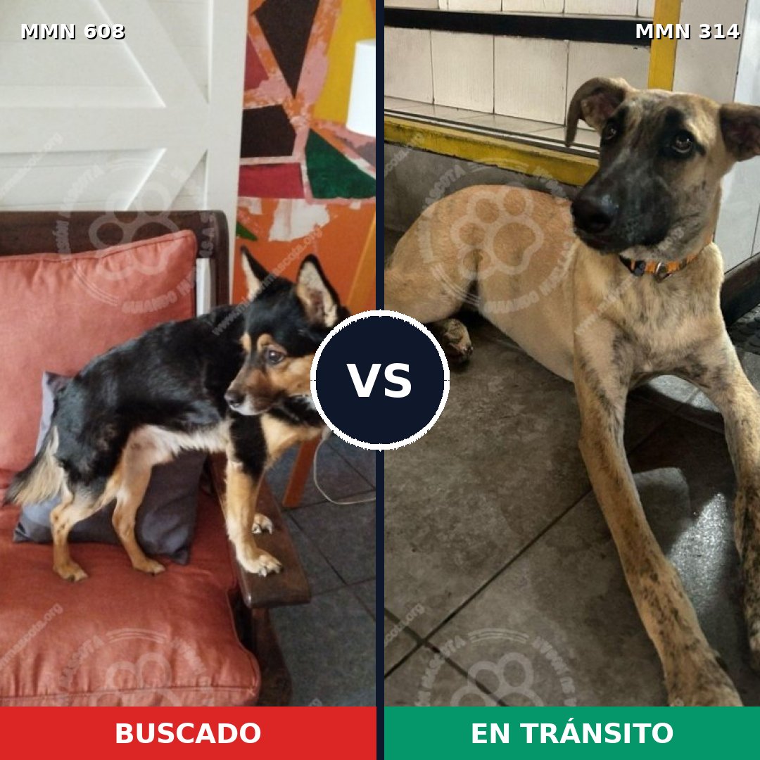Comparativa MMS 9128: mascota perdida y mascota encontrada, 71% de similitud