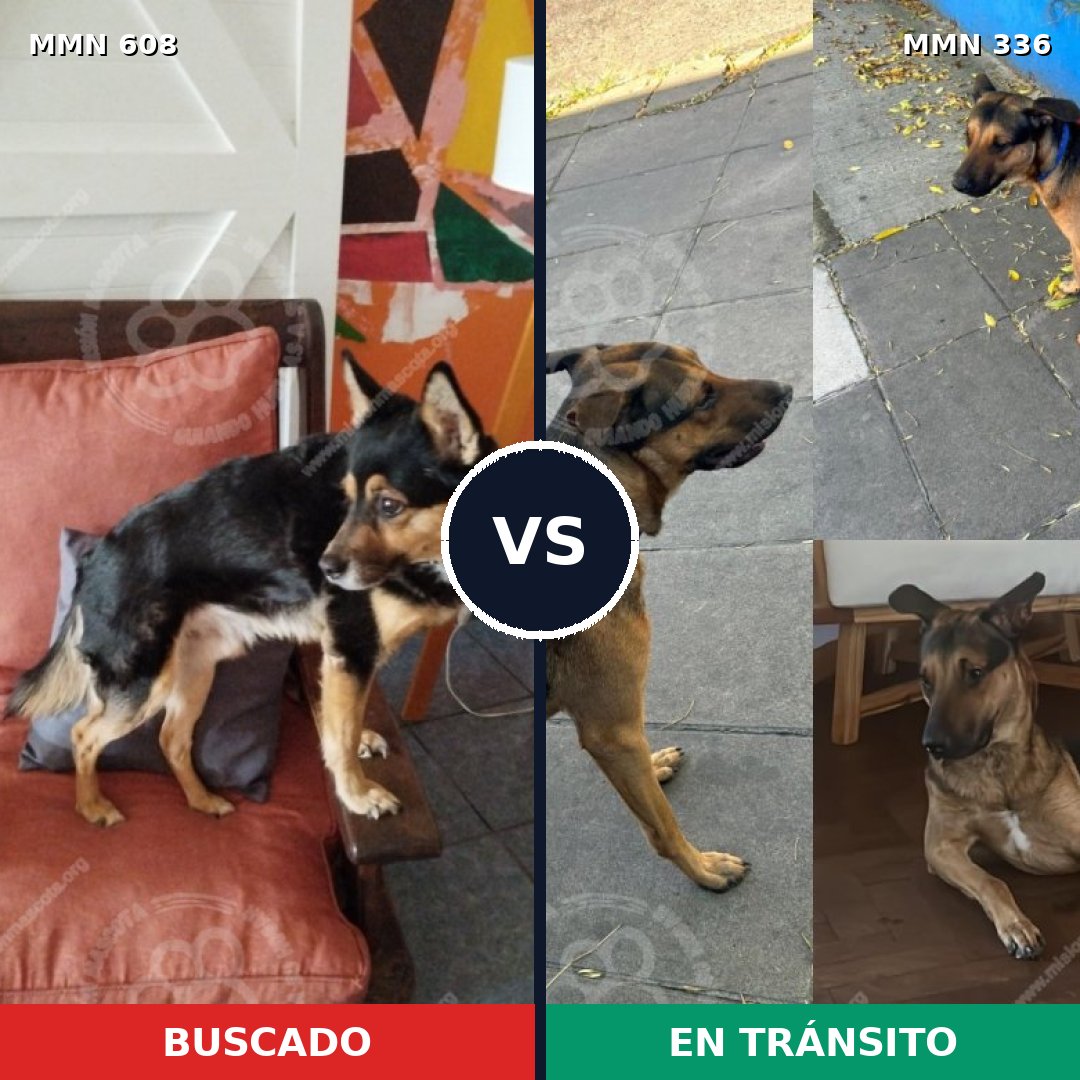 Comparativa MMS 9129: mascota perdida y mascota encontrada, 92% de similitud