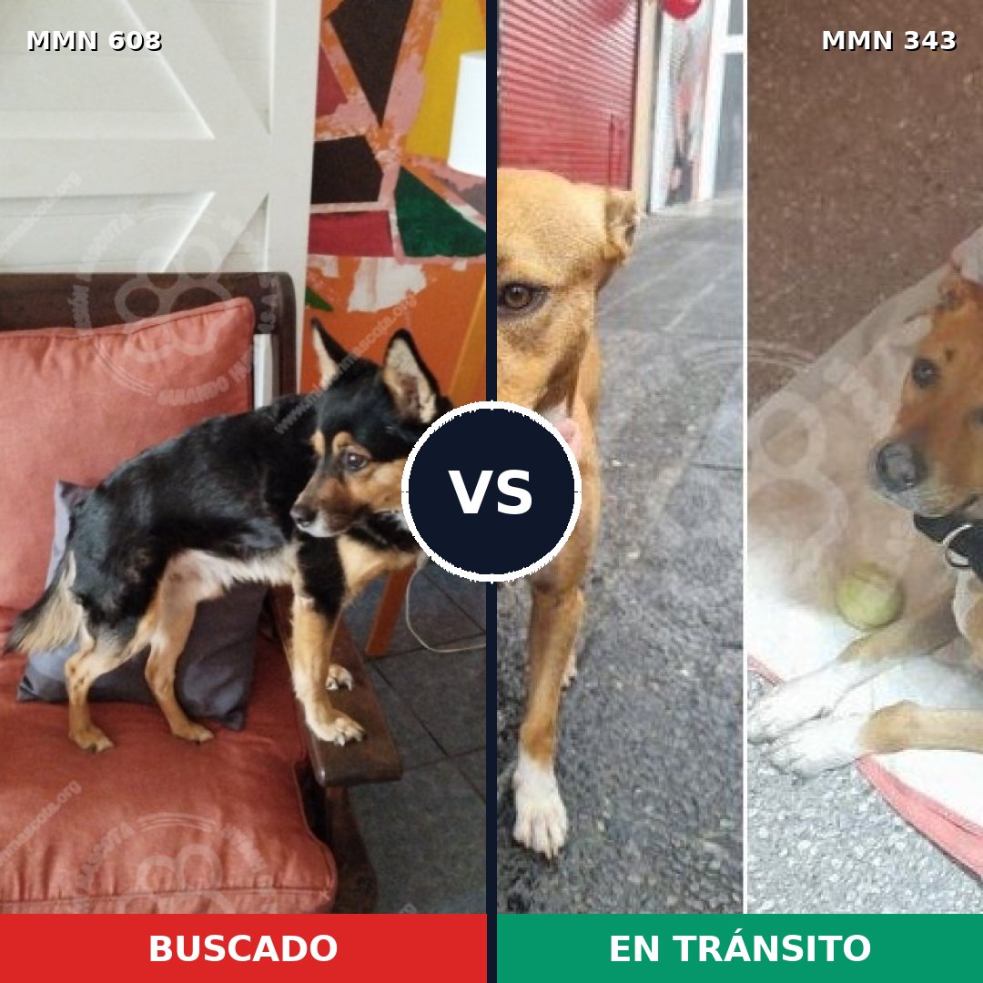 Comparativa MMS 9130: mascota perdida y mascota encontrada, 82% de similitud