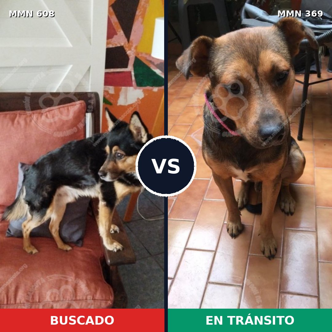 Comparativa MMS 9131: mascota perdida y mascota encontrada, 89% de similitud