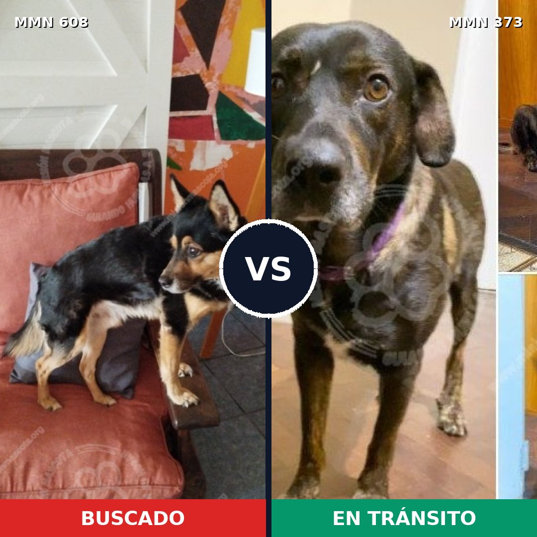 Comparativa MMS 9132: mascota perdida y mascota encontrada, 74% de similitud