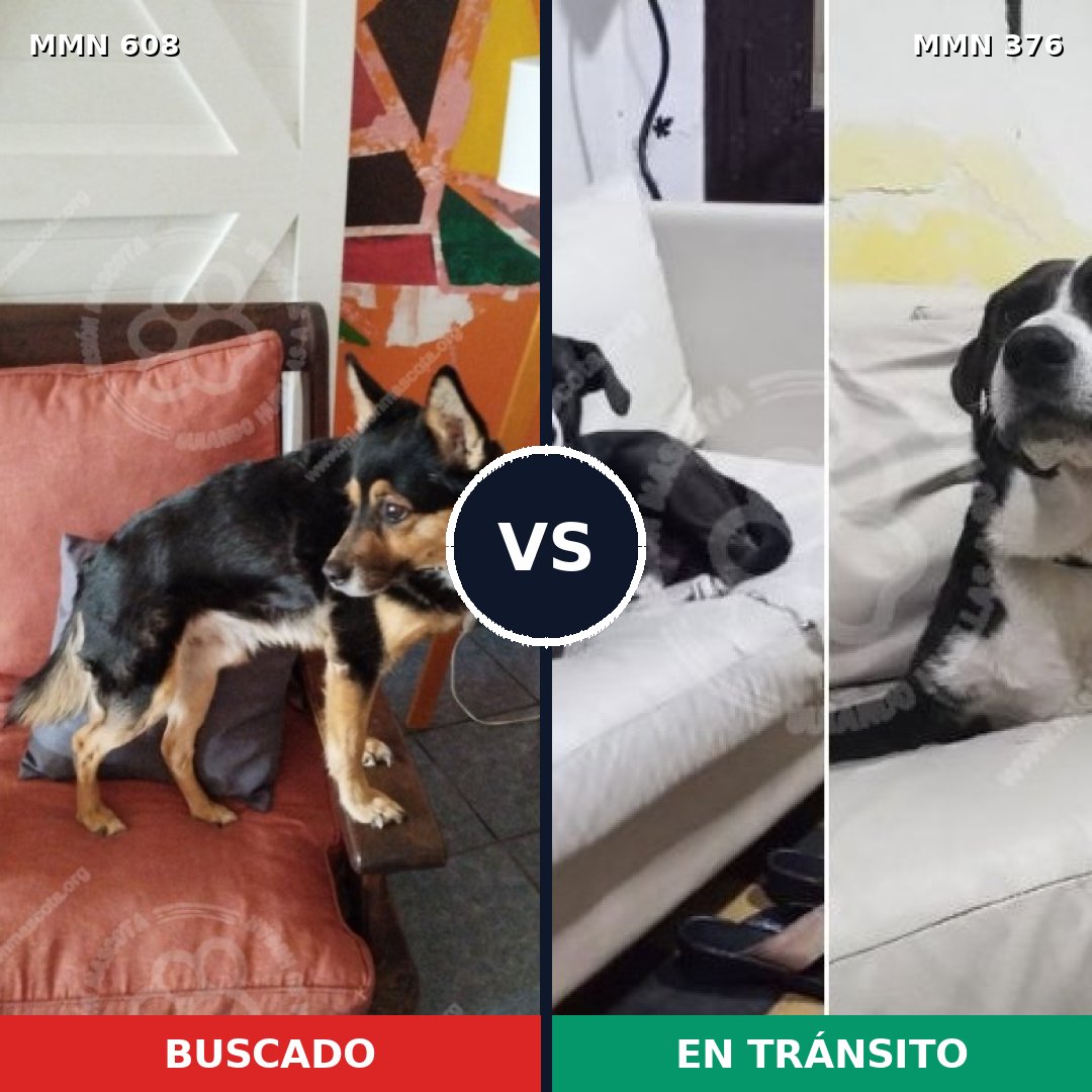 Comparativa MMS 9133: mascota perdida y mascota encontrada, 90% de similitud