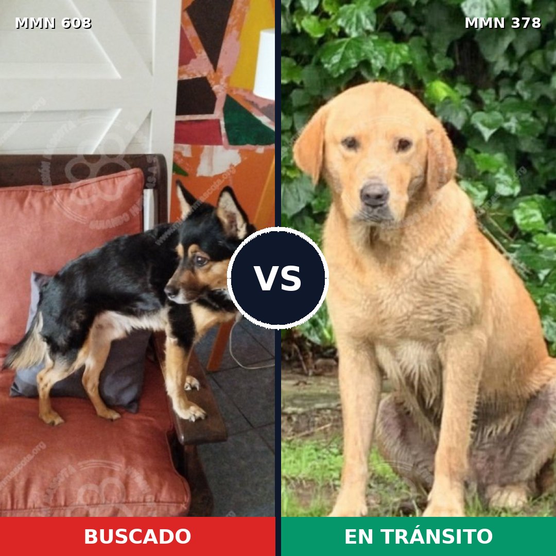 Comparativa MMS 9134: mascota perdida y mascota encontrada, 40% de similitud