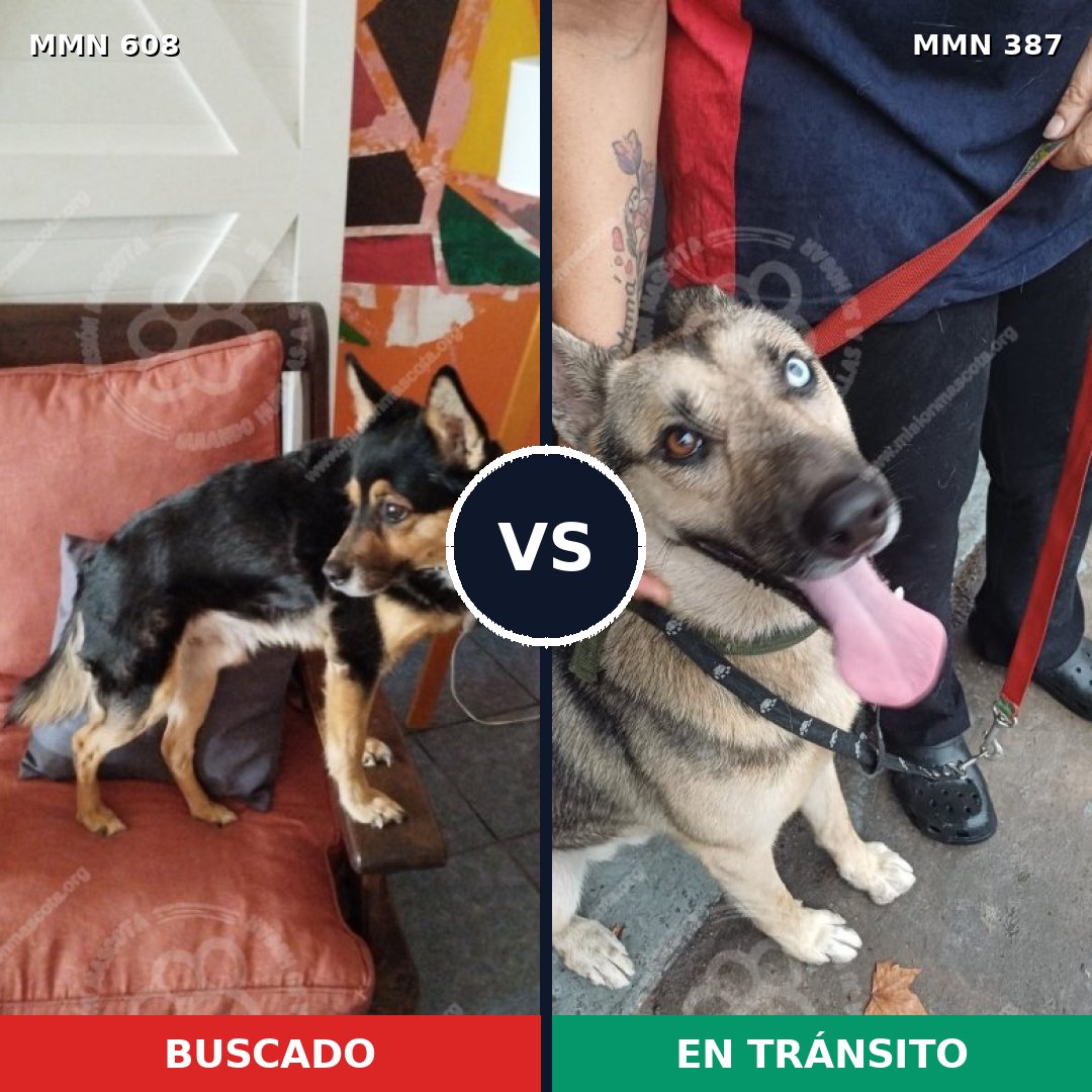 Comparativa MMS 9136: mascota perdida y mascota encontrada, 46% de similitud