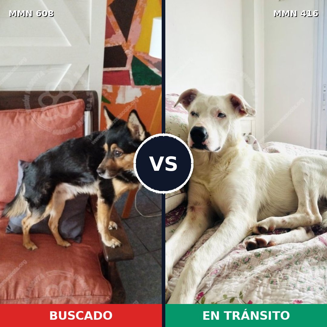 Comparativa MMS 9138: mascota perdida y mascota encontrada, 62% de similitud