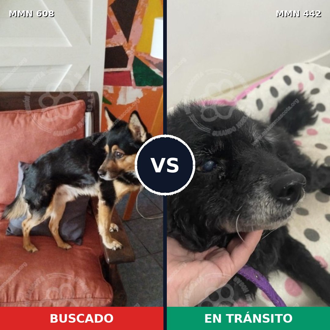 Comparativa MMS 9142: mascota perdida y mascota encontrada, 88% de similitud