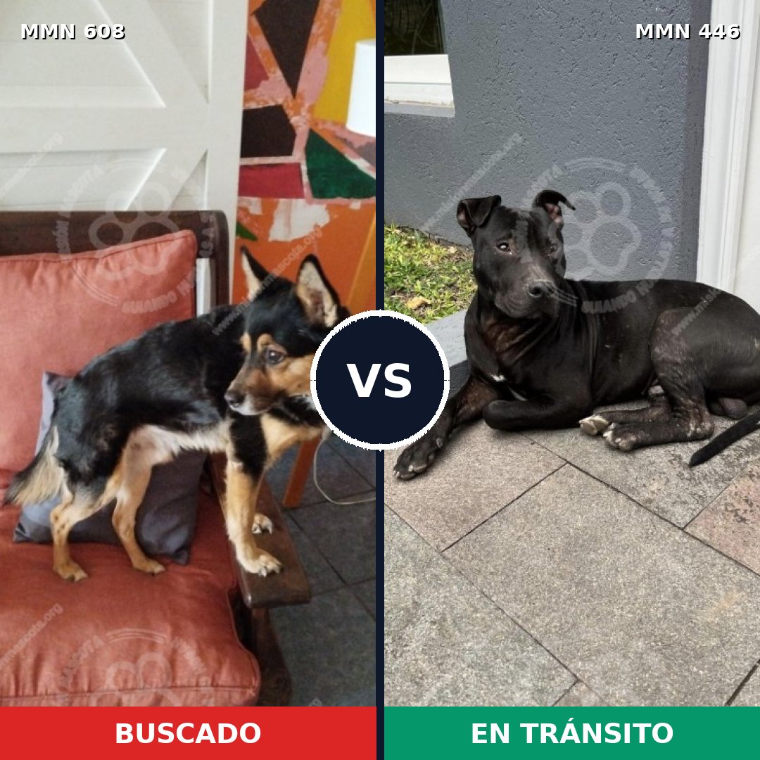 Comparativa MMS 9143: mascota perdida y mascota encontrada, 89% de similitud