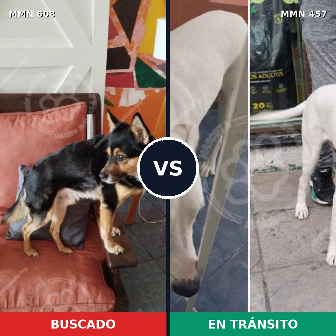 Comparativa MMS 9144: mascota perdida y mascota encontrada, 72% de similitud