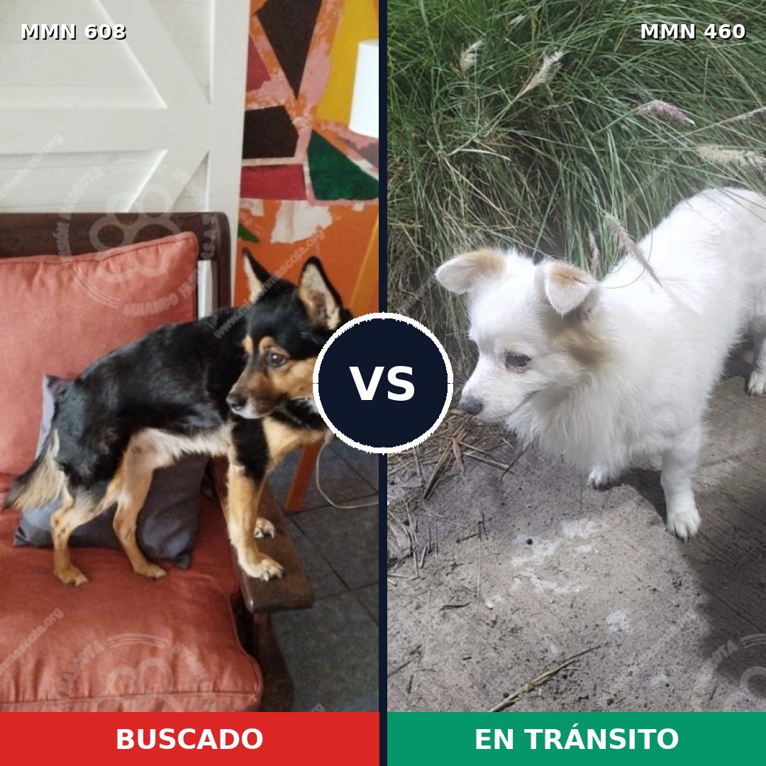 Comparativa MMS 9145: mascota perdida y mascota encontrada, 71% de similitud