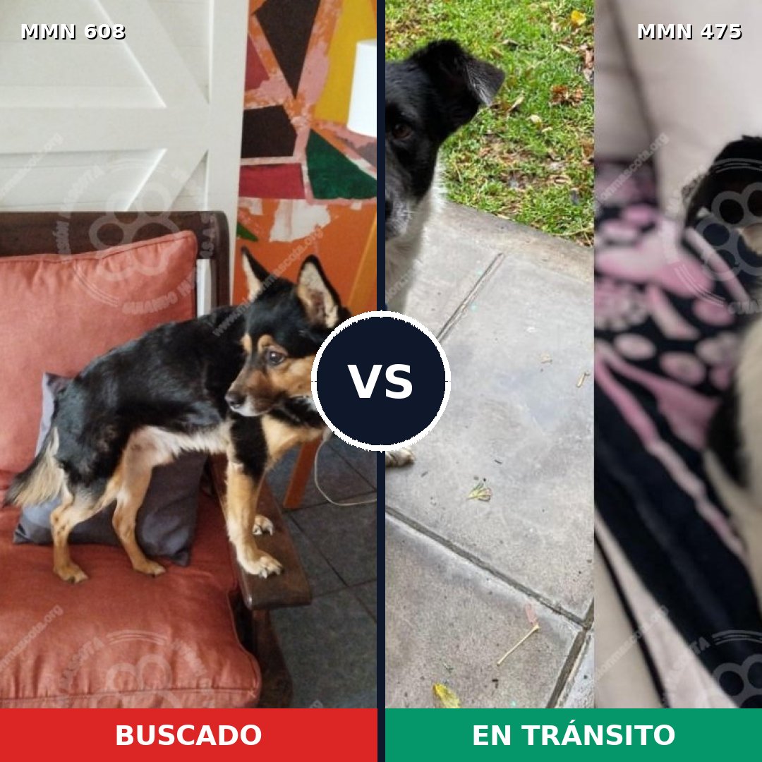 Comparativa MMS 9148: mascota perdida y mascota encontrada, 89% de similitud