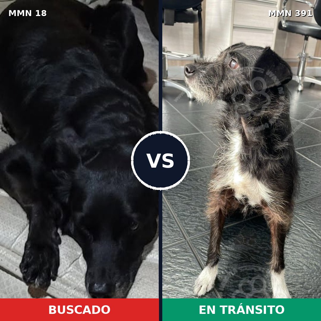 Comparativa MMS 915: mascota perdida y mascota encontrada, 73% de similitud