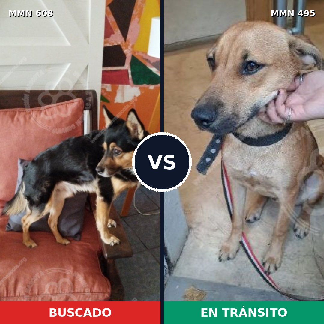 Comparativa MMS 9150: mascota perdida y mascota encontrada, 79% de similitud