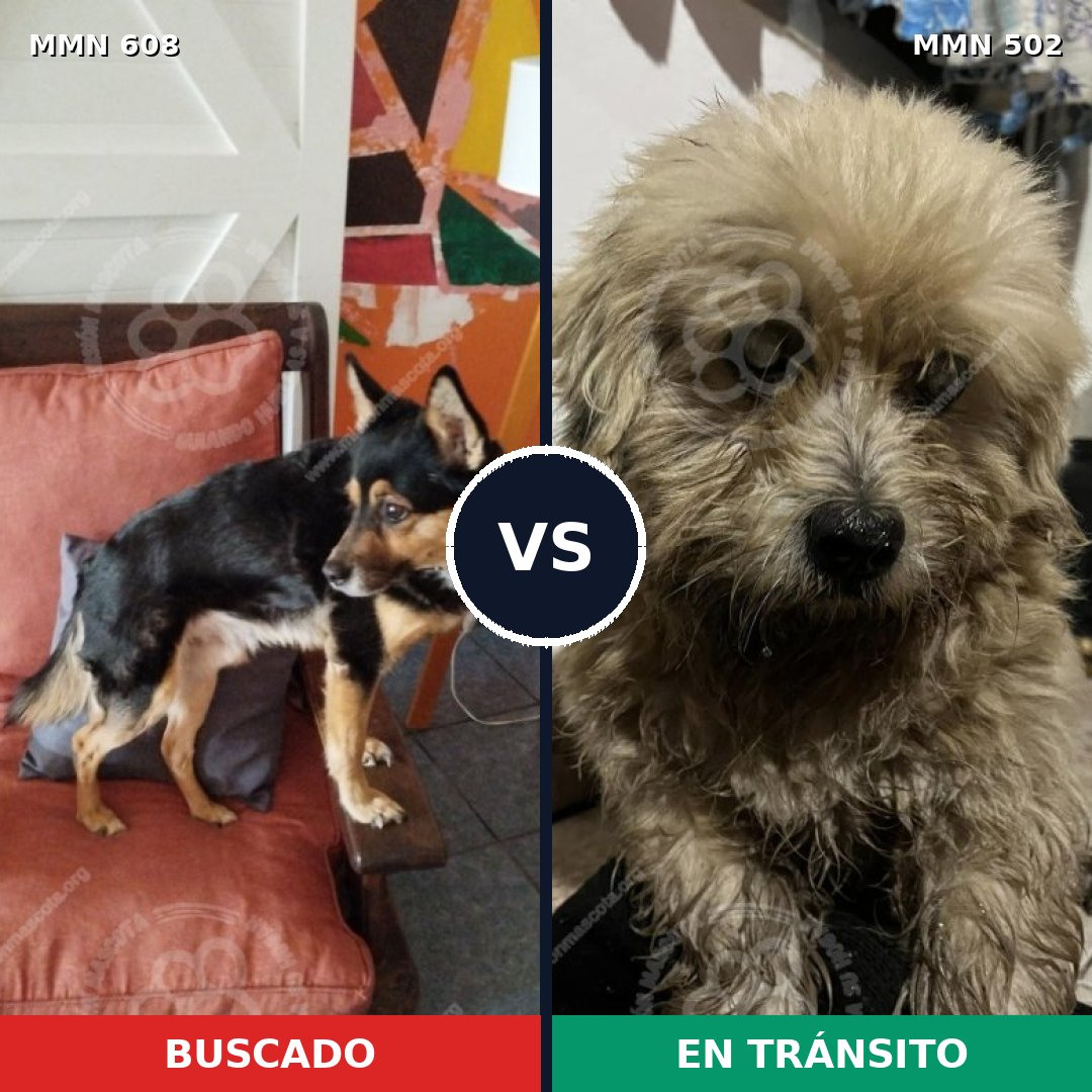 Comparativa MMS 9151: mascota perdida y mascota encontrada, 66% de similitud