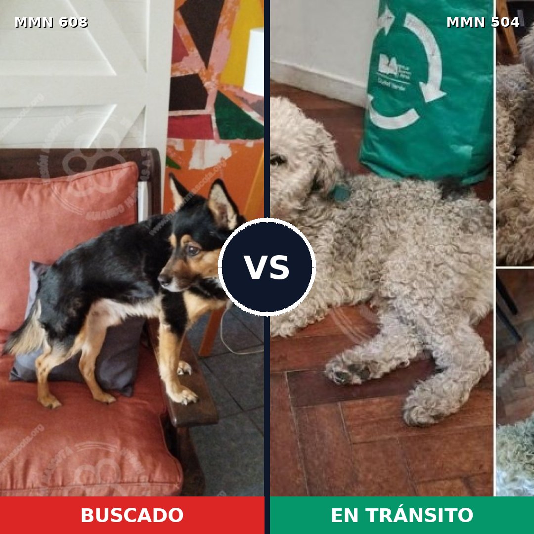 Comparativa MMS 9152: mascota perdida y mascota encontrada, 48% de similitud