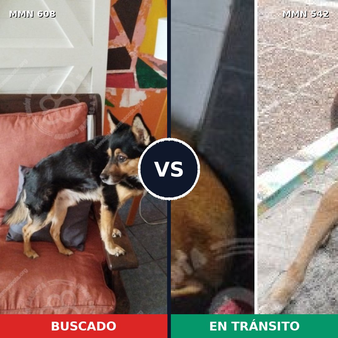 Comparativa MMS 9155: mascota perdida y mascota encontrada, 69% de similitud