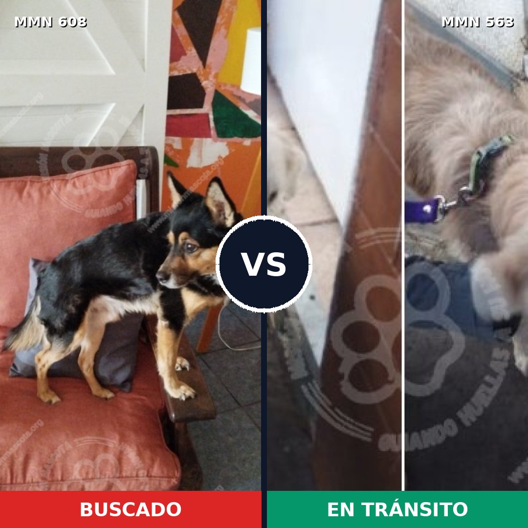 Comparativa MMS 9157: mascota perdida y mascota encontrada, 45% de similitud