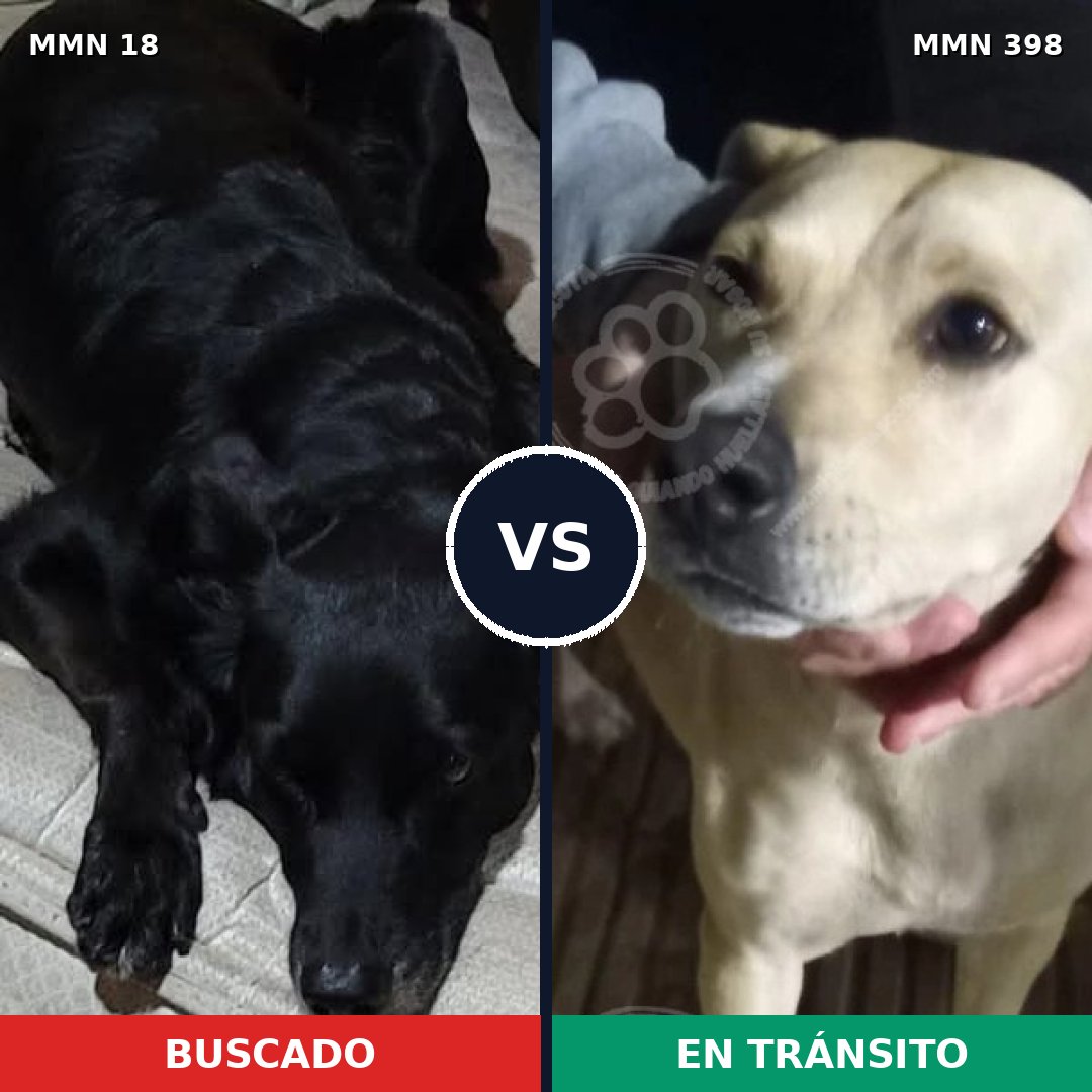 Comparativa MMS 916: mascota perdida y mascota encontrada, 56% de similitud