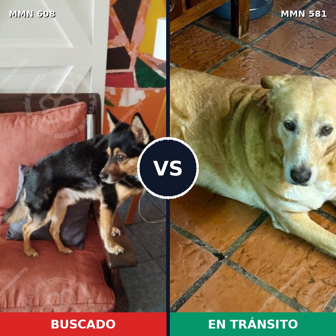 Comparativa MMS 9160: mascota perdida y mascota encontrada, 67% de similitud
