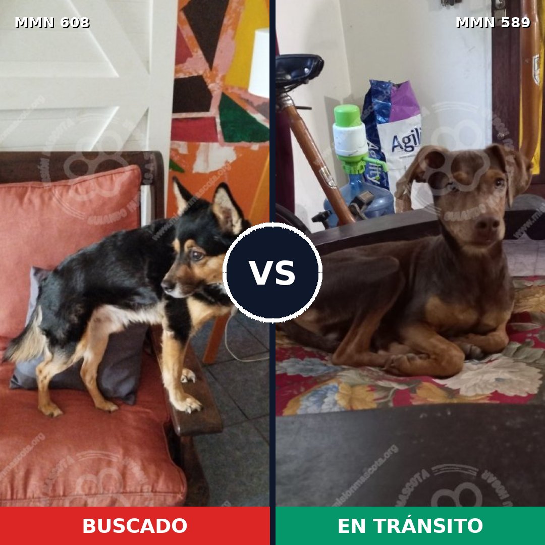 Comparativa MMS 9161: mascota perdida y mascota encontrada, 53% de similitud