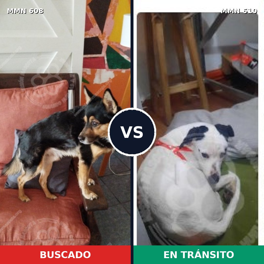 Comparativa MMS 9162: mascota perdida y mascota encontrada, 82% de similitud