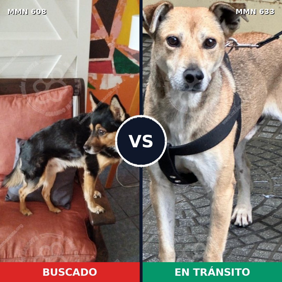 Comparativa MMS 9164: mascota perdida y mascota encontrada, 82% de similitud