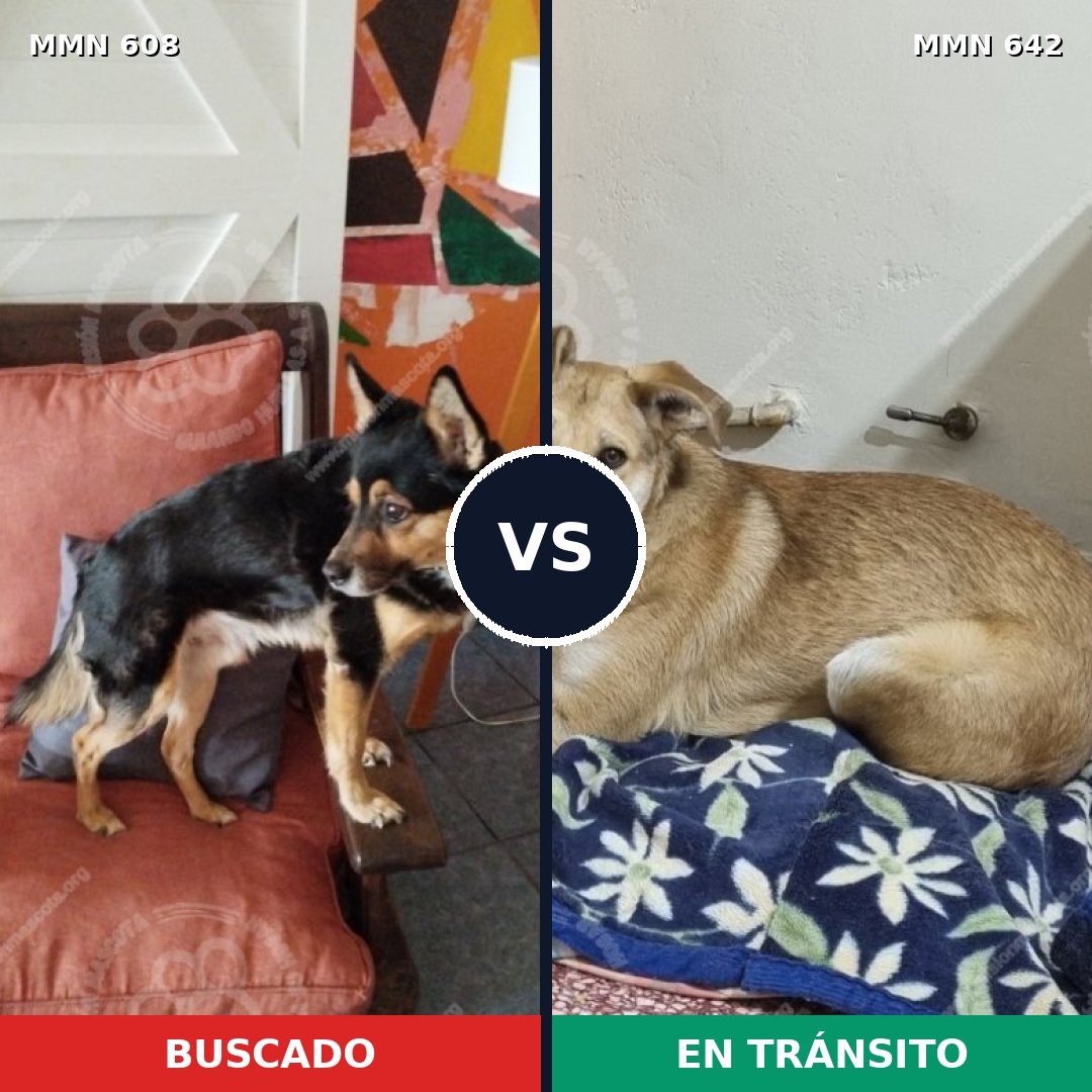 Comparativa MMS 9165: mascota perdida y mascota encontrada, 64% de similitud