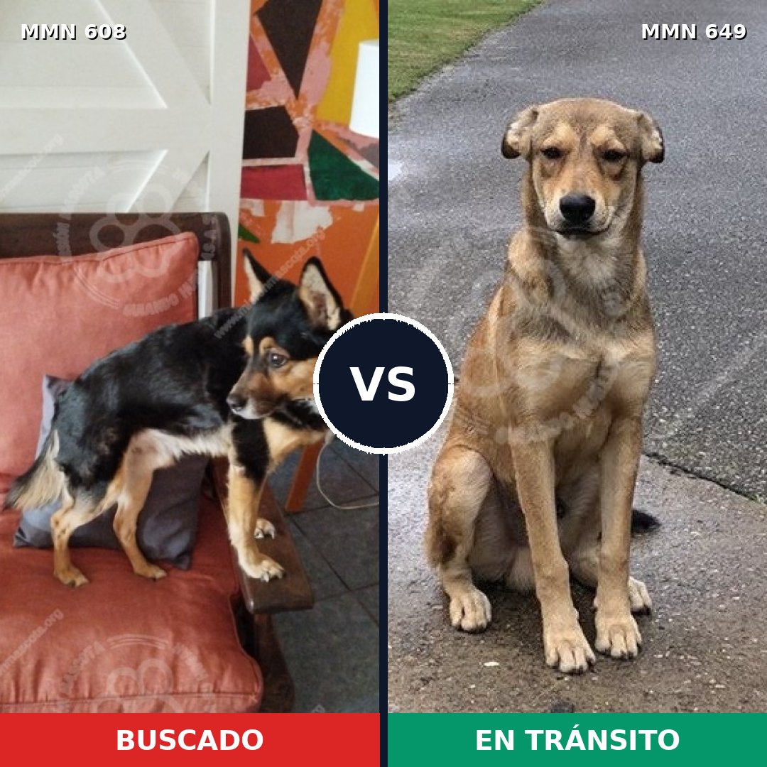 Comparativa MMS 9166: mascota perdida y mascota encontrada, 34% de similitud