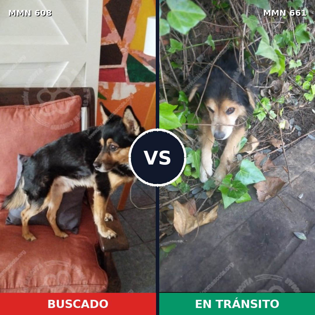 Comparativa MMS 9167: mascota perdida y mascota encontrada, 45% de similitud