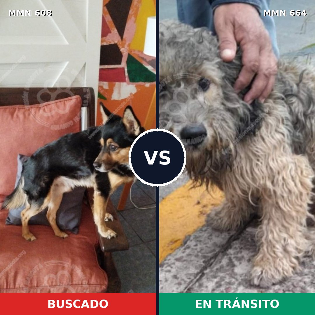 Comparativa MMS 9168: mascota perdida y mascota encontrada, 82% de similitud