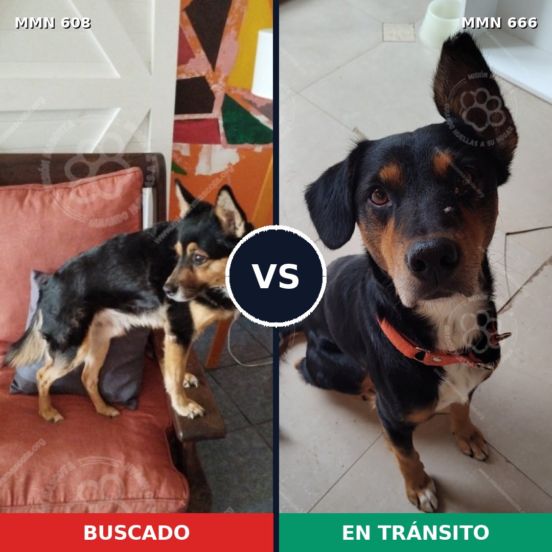 Comparativa MMS 9169: mascota perdida y mascota encontrada, 67% de similitud