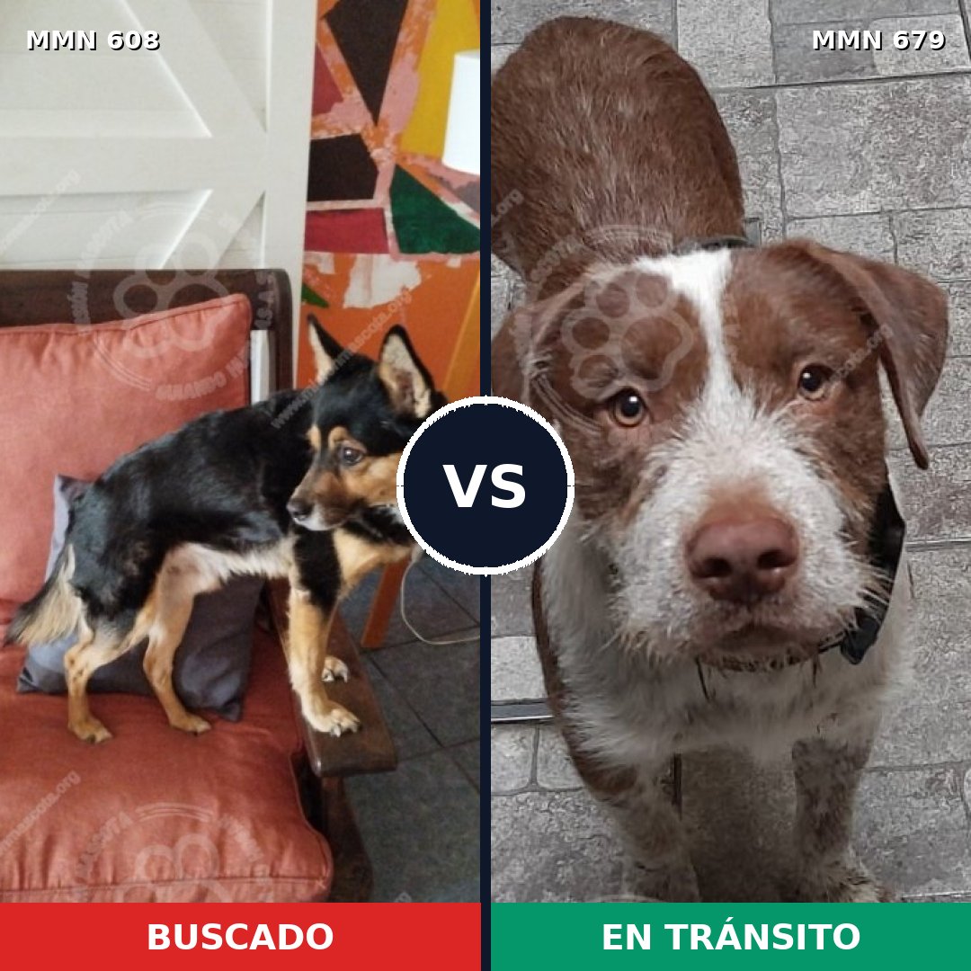 Comparativa MMS 9170: mascota perdida y mascota encontrada, 65% de similitud