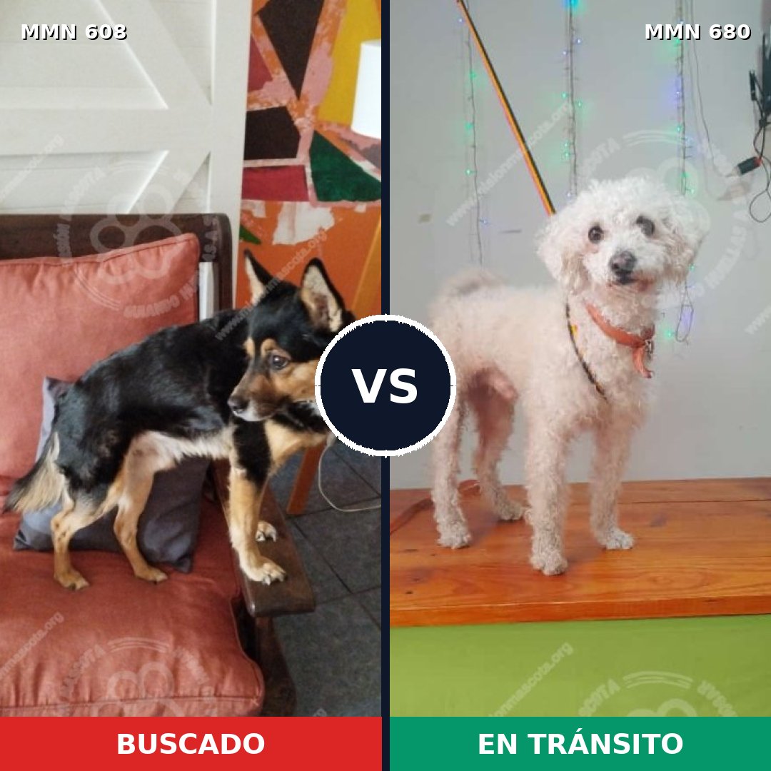 Comparativa MMS 9171: mascota perdida y mascota encontrada, 36% de similitud