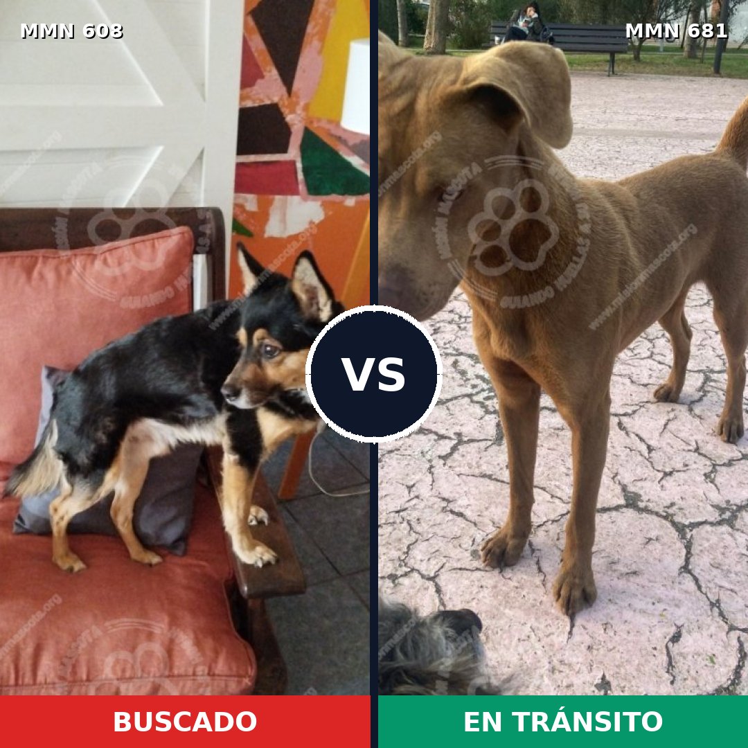 Comparativa MMS 9172: mascota perdida y mascota encontrada, 35% de similitud