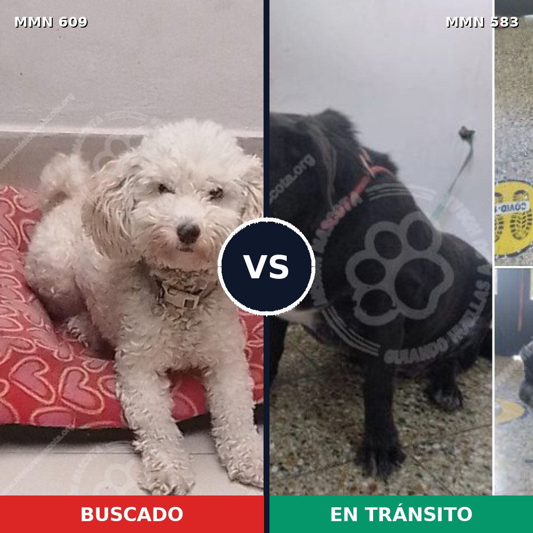 Comparativa MMS 9173: mascota perdida y mascota encontrada, 43% de similitud
