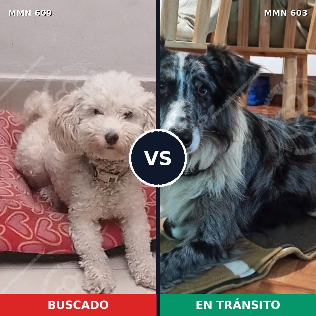 Comparativa MMS 9174: mascota perdida y mascota encontrada, 30% de similitud