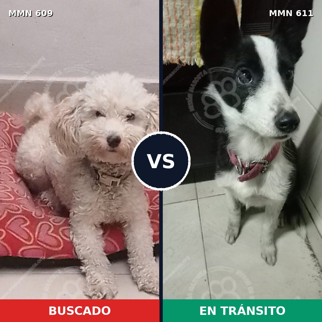 Comparativa MMS 9175: mascota perdida y mascota encontrada, 44% de similitud